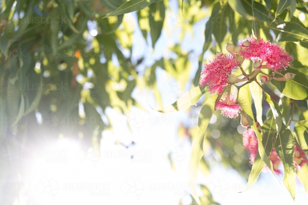 Pink flowering corymbia gum tree with sun flare - Australian Stock Image