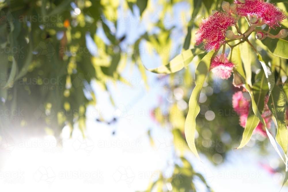 Pink flowering corymbia gum tree with sun flare - Australian Stock Image
