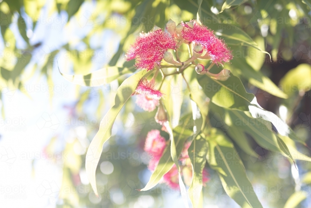 Pink flowering corymbia gum tree with sun flare - Australian Stock Image