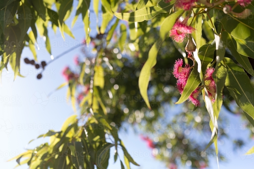 Pink flowering corymbia gum tree with sun flare - Australian Stock Image