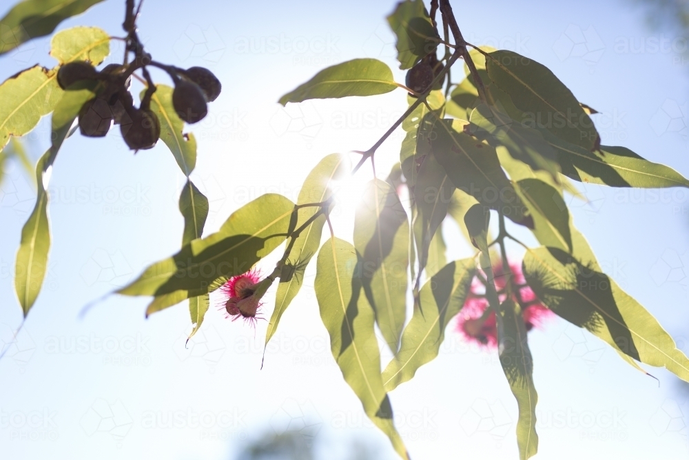Pink flowering corymbia gum tree with sun flare - Australian Stock Image