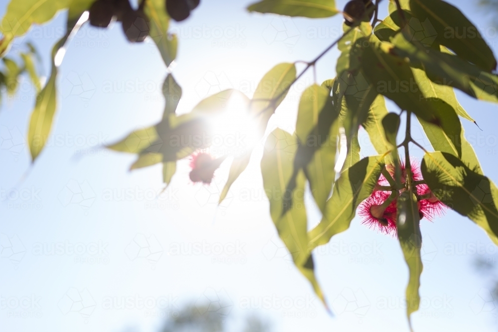 Pink flowering corymbia gum tree with sun flare - Australian Stock Image