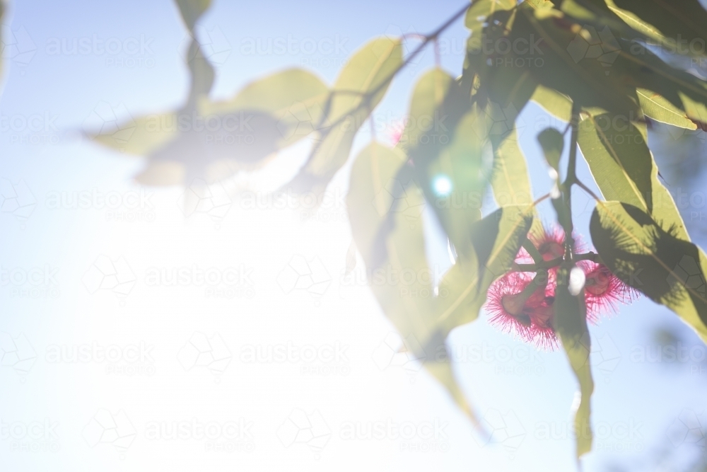 Pink flowering corymbia gum tree with sun flare - Australian Stock Image