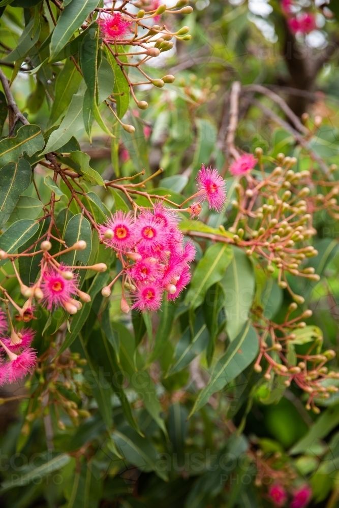 pink flowering eucalypt and gum leaves - Australian Stock Image