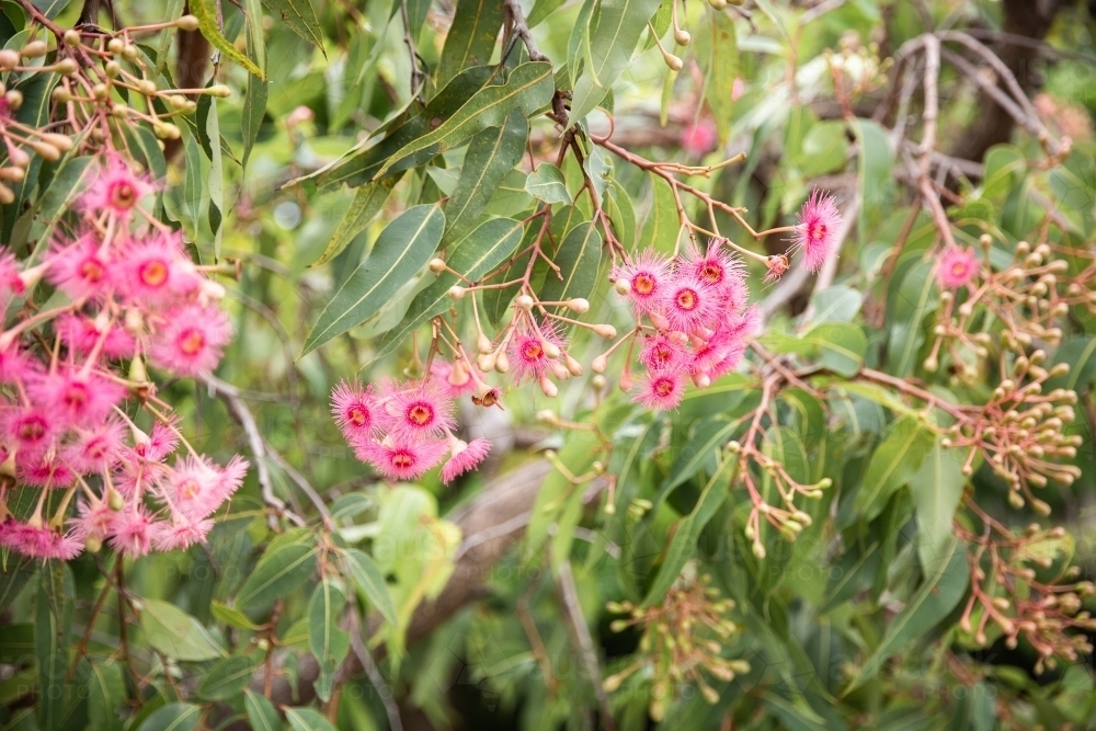 pink flowering gum blossoms and leaves - Australian Stock Image