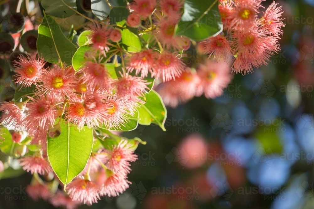 Pink flowering gum (Corymbia ficifolia) flowers - Australian Stock Image