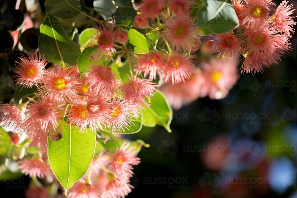Pink flowering gum (Corymbia ficifolia) flowers - Australian Stock Image