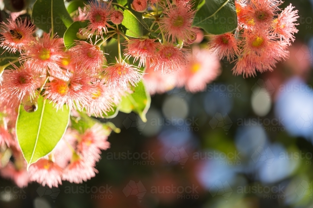 Pink flowering gum (Corymbia ficifolia) flowers - Australian Stock Image