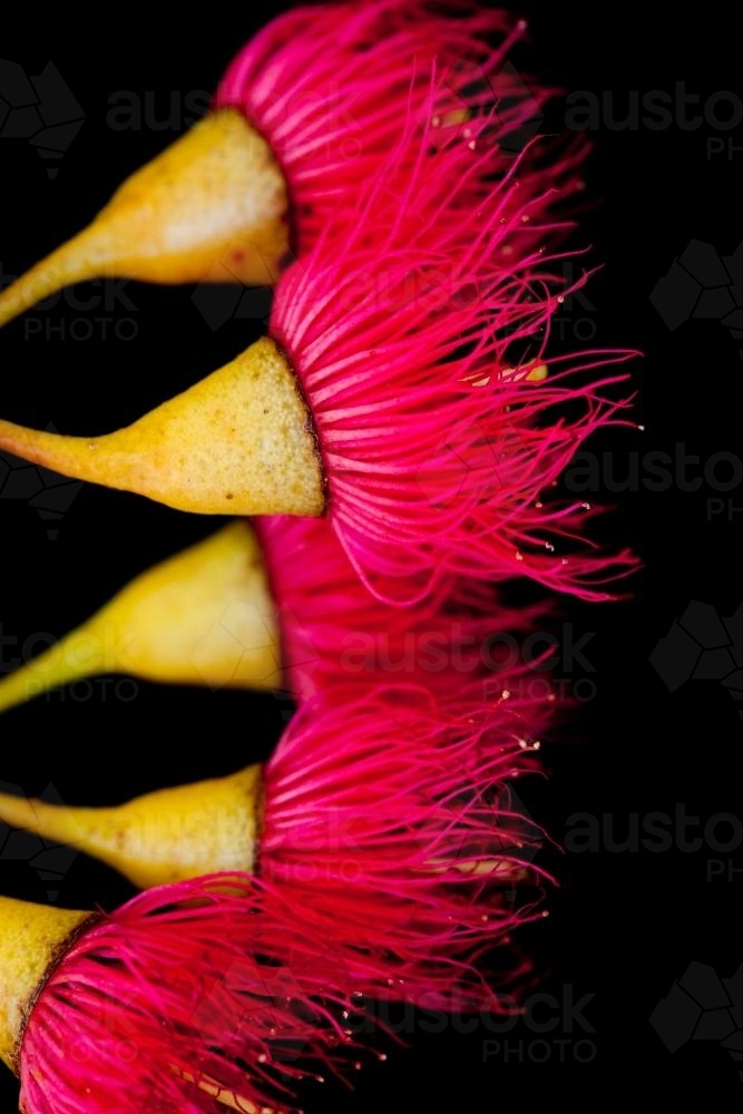 pink flowering gum (Eucalyptus Corymbia) flowers - Australian Stock Image