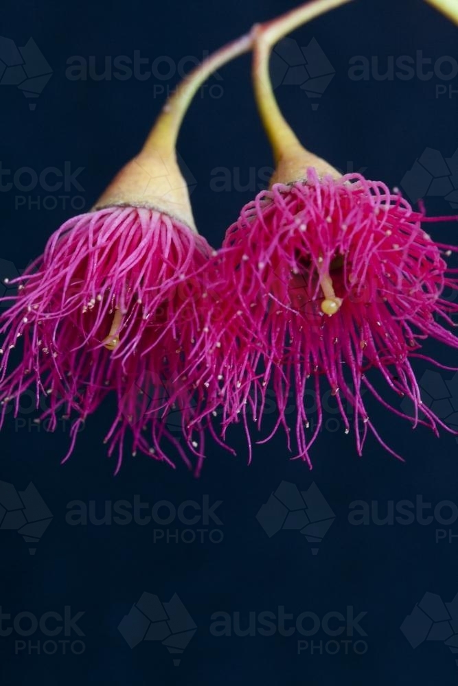 pink flowering gum (Eucalyptus Corymbia) flowers - Australian Stock Image