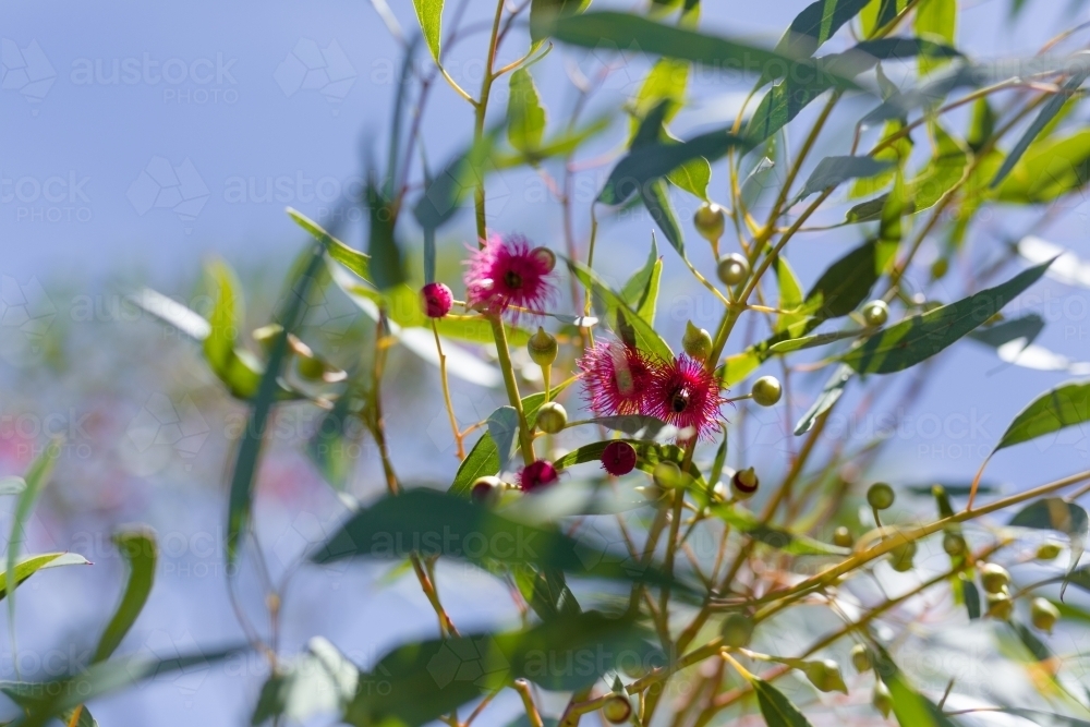 Image of Pink flowering gum tree Austockphoto