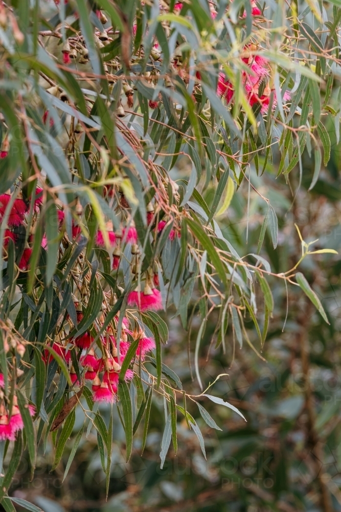 Pink flowering gum tree - Australian Stock Image