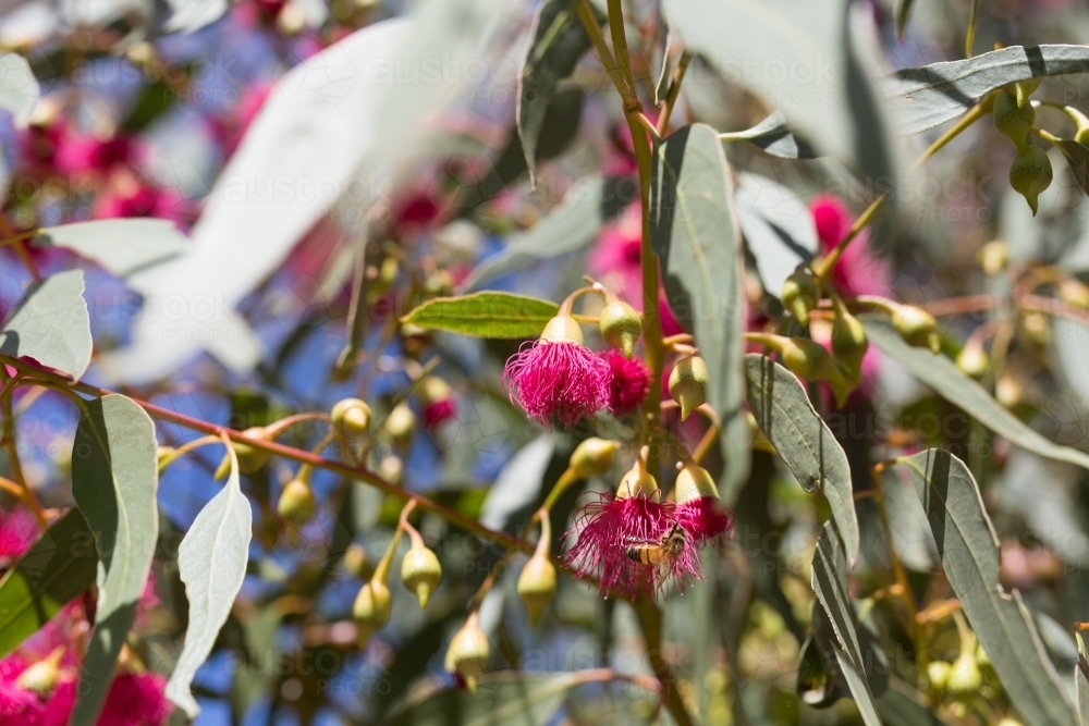 Pink flowering gum tree with flowers and leaves - Australian Stock Image