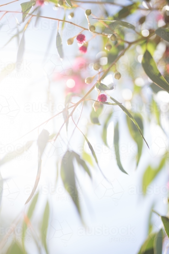 Pink flowering gum tree with sun flare - Australian Stock Image