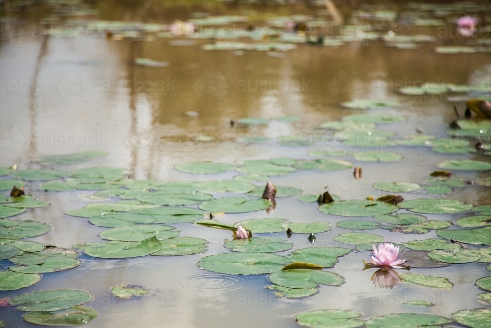 Pink flowering lily pads floating in a farm dam - Australian Stock Image