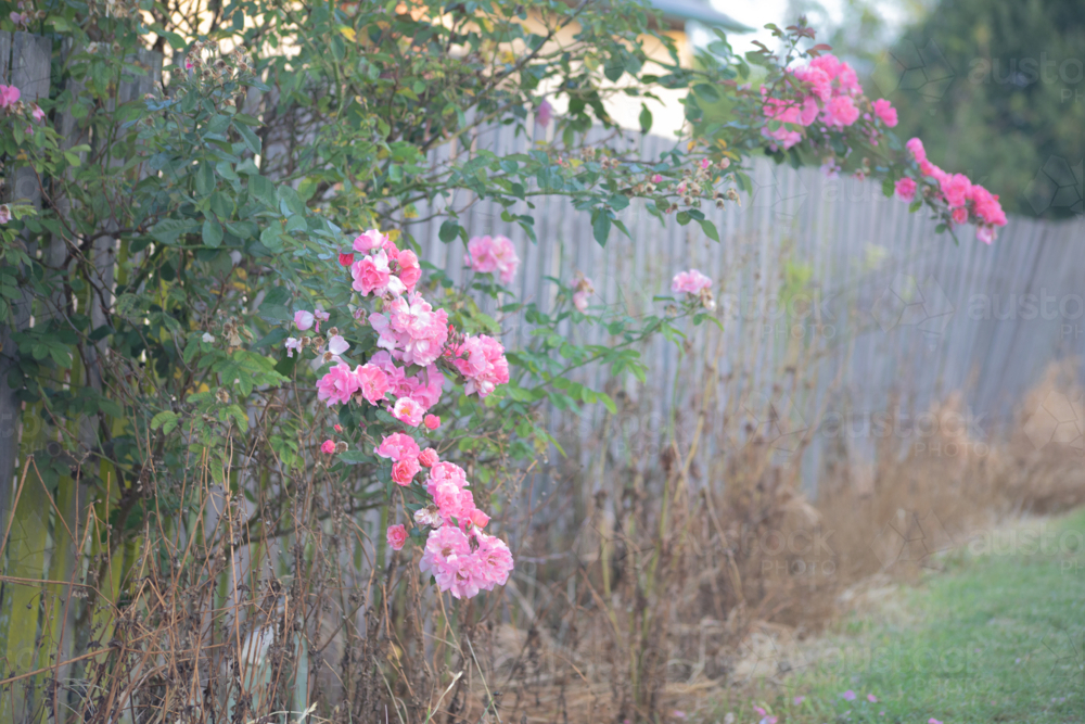 Pink flowers, a timber fence - Australian Stock Image