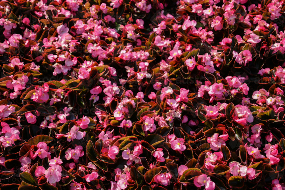 Pink flowers - Australian Stock Image