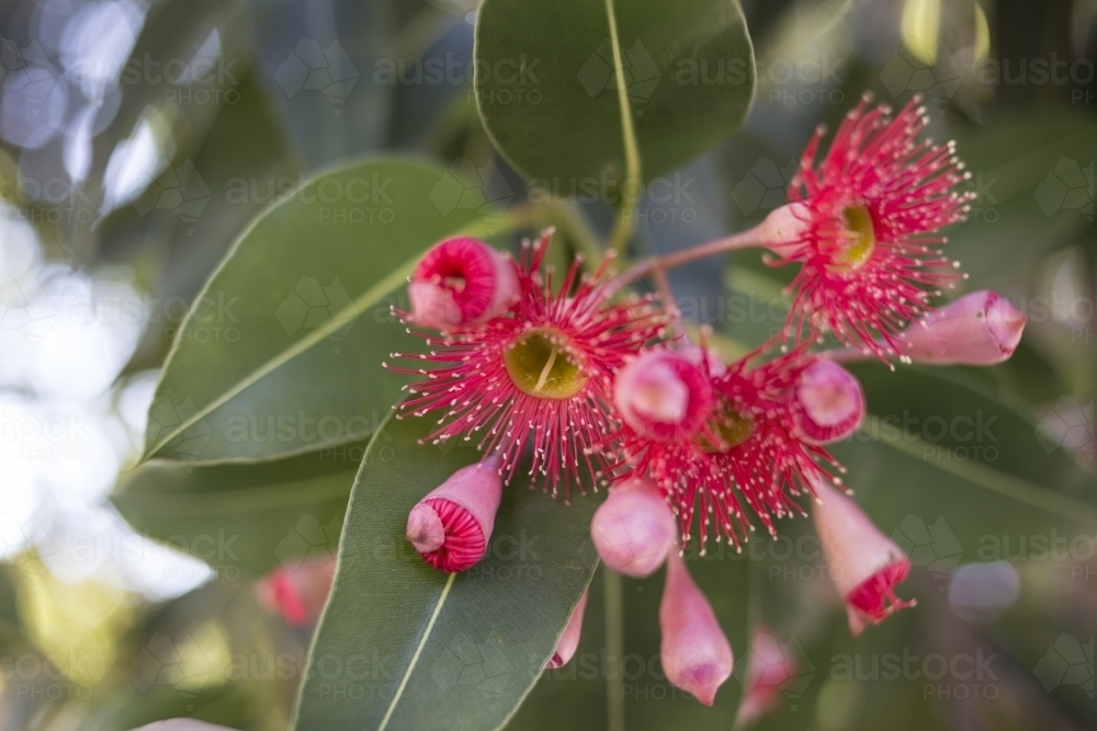 Pink flowers blossom on an eucalyptus tree - Australian Stock Image