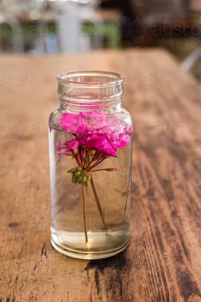 pink flowers floating in water in an old vintage glass jar - Australian Stock Image