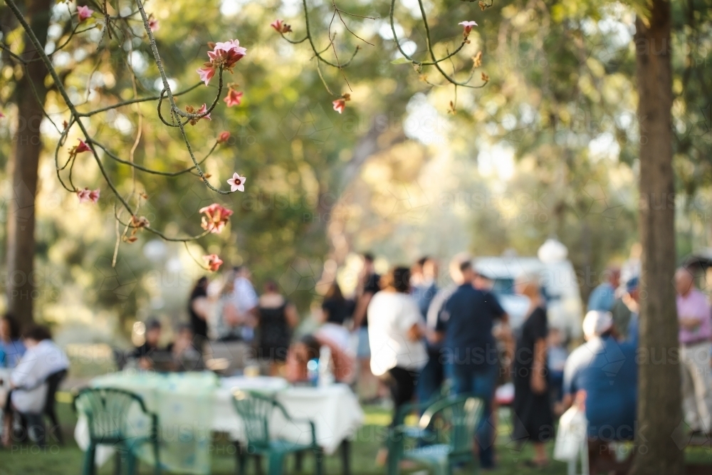 Pink flowers handing from tree with outdoor garden party in background - Australian Stock Image