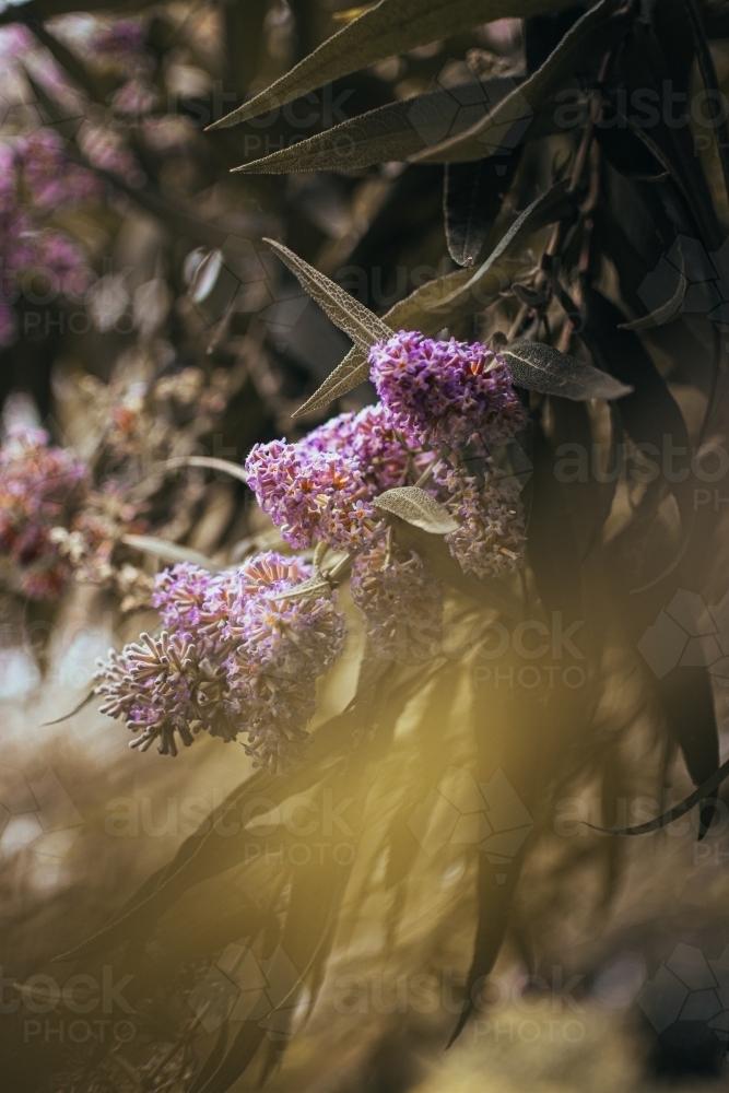 Pink Flowers hanging on a Green Branch - Australian Stock Image