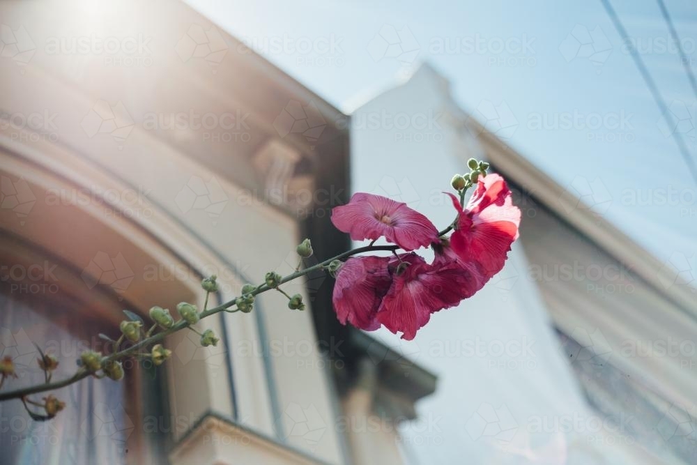 Pink Flowers in front of Terrace House - Australian Stock Image