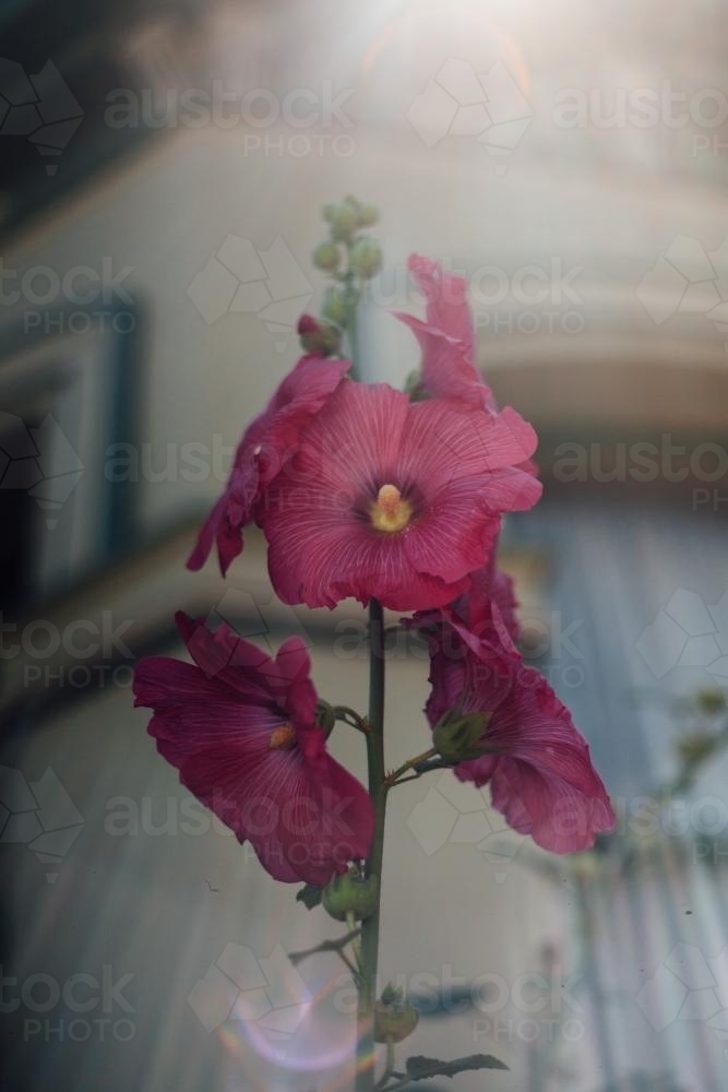Pink Flowers in front of Terrace House - Australian Stock Image