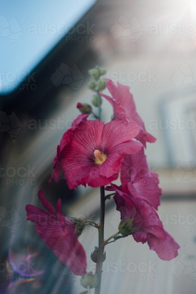 Pink Flowers in front of Terrace House - Australian Stock Image