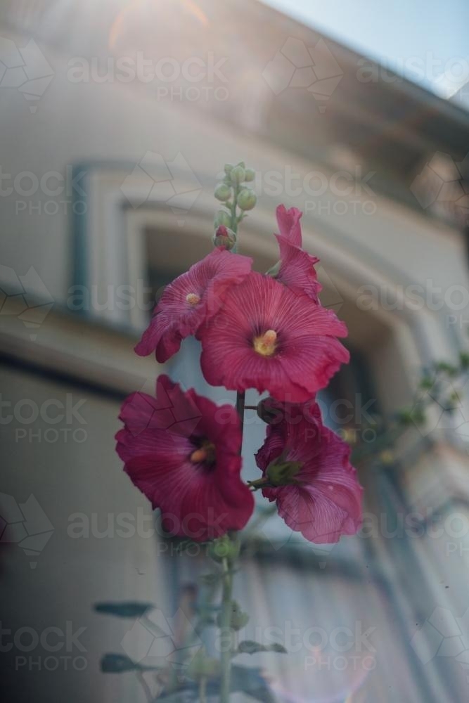 Pink Flowers in front of Terrace House - Australian Stock Image