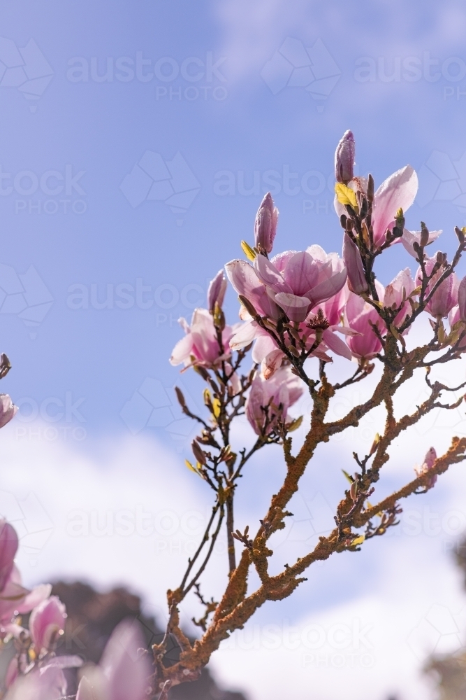 pink flowers on a Chinese magnolia tree in spring - Australian Stock Image