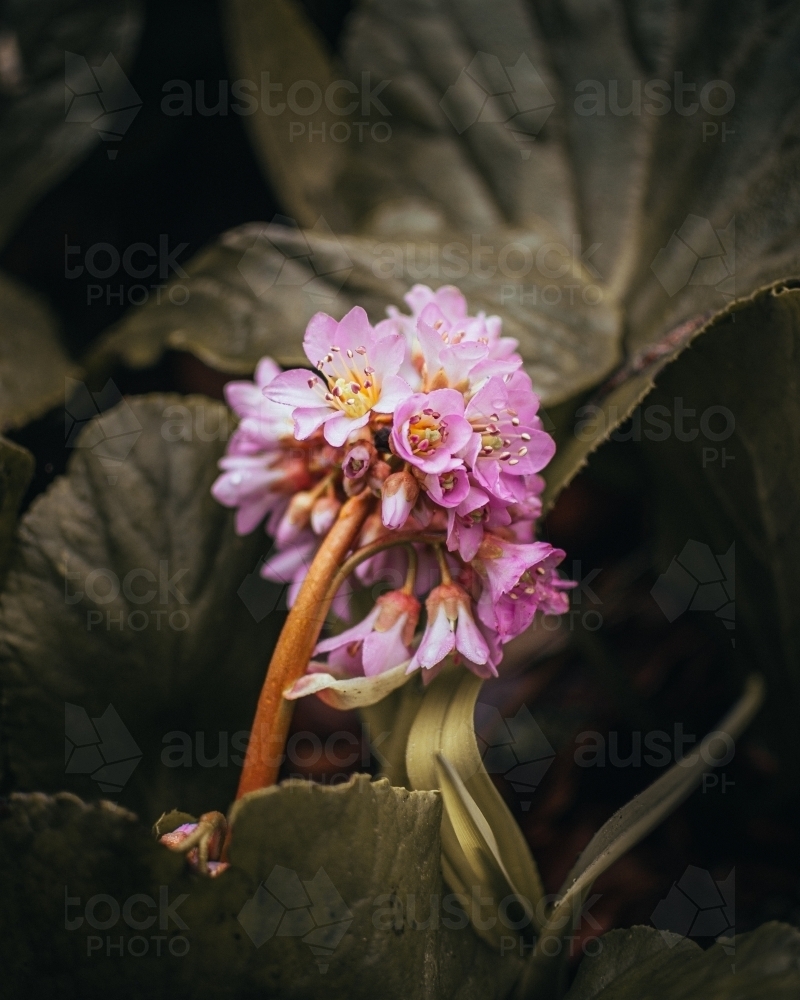 Pink Flowers Resting Among Green Leaves - Australian Stock Image