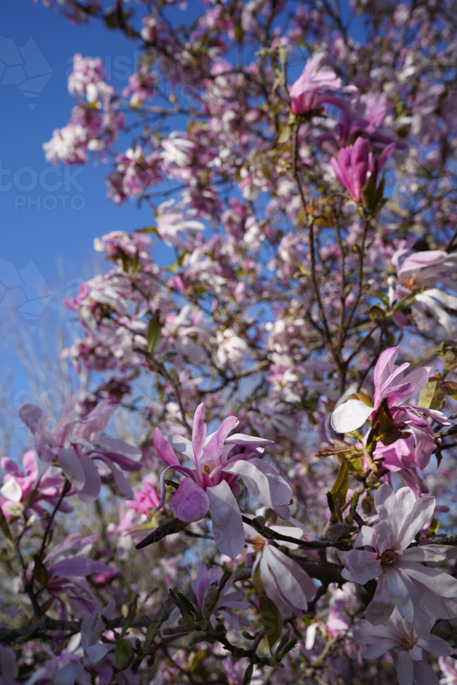 Pink flowers with blue sky background - Australian Stock Image