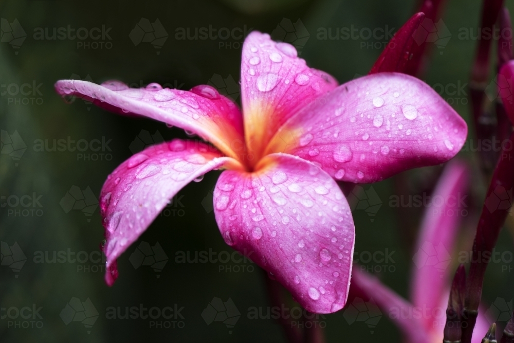 Pink frangipani after the rain close up - Australian Stock Image