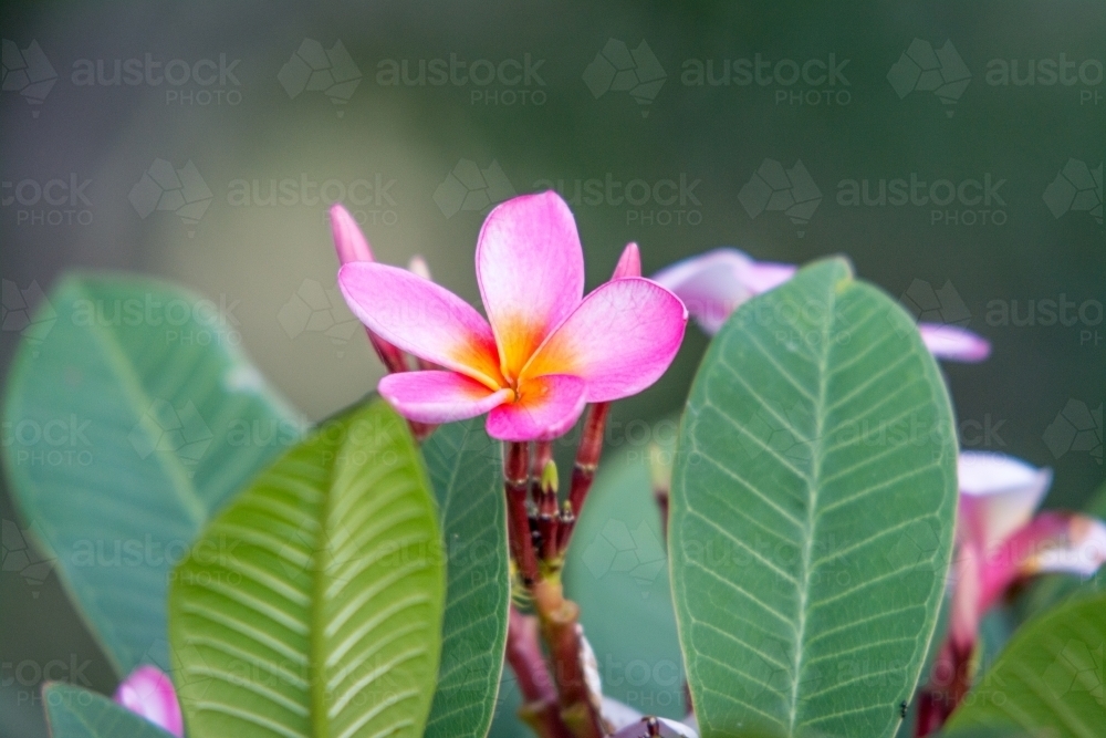 Pink frangipani in garden - Australian Stock Image