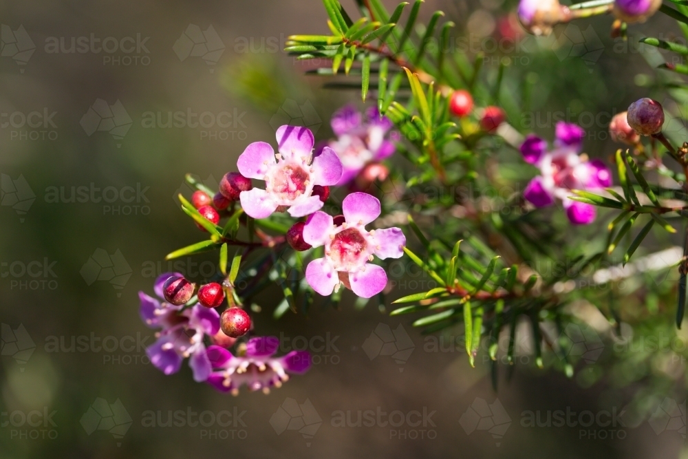 Pink Geraldton wax flowers - Australian Stock Image