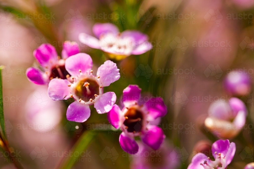 Pink Geraldton wax flowers - Australian Stock Image