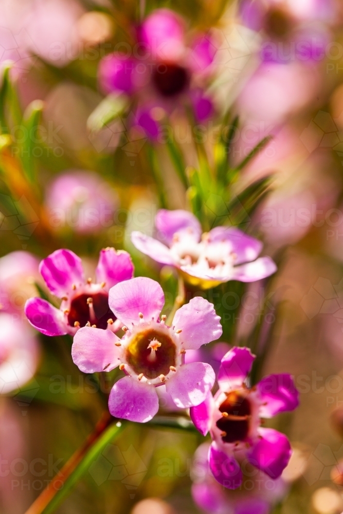 Pink Geraldton wax flowers - Australian Stock Image