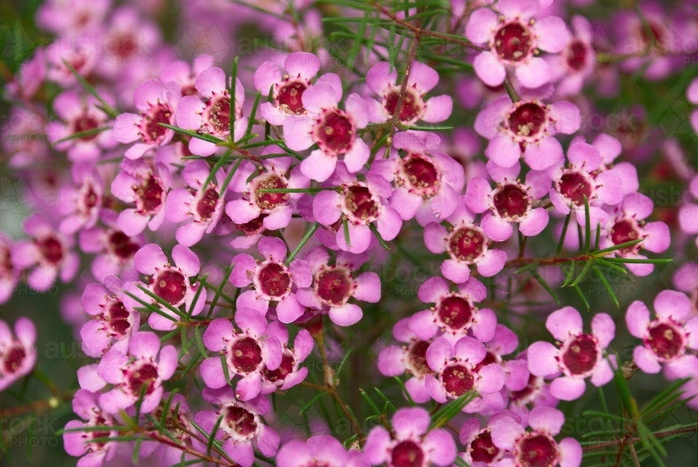 Pink Geraldton Wax flowers closeup - Australian Stock Image