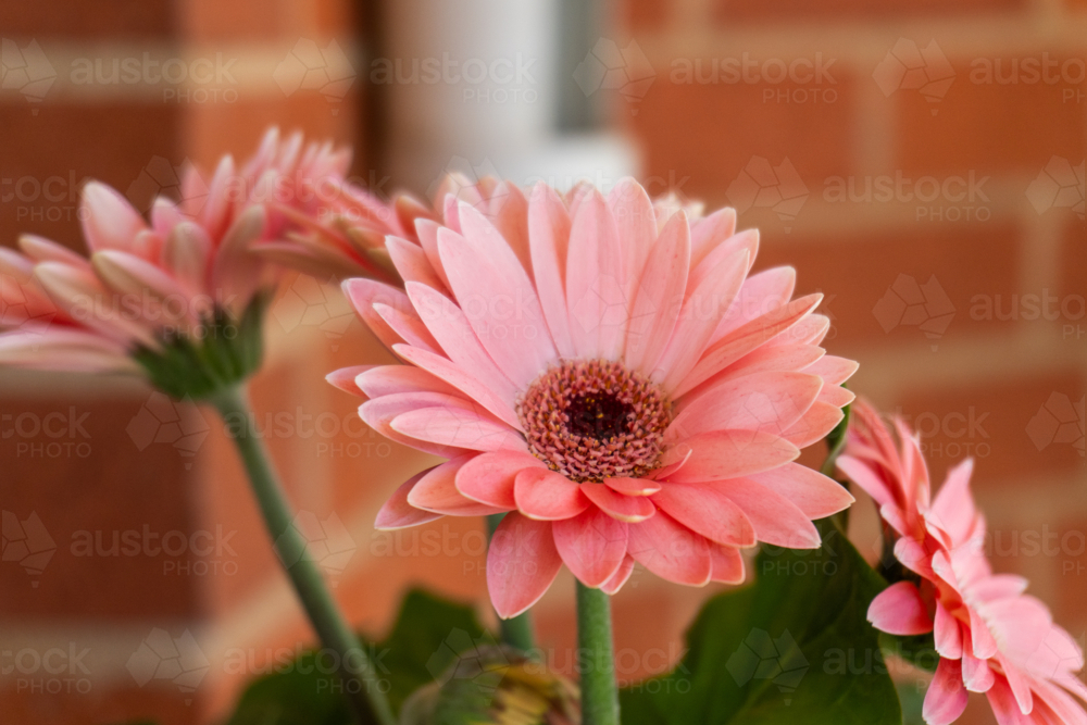 Pink Gerberas - Australian Stock Image