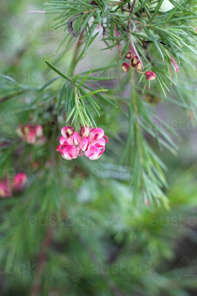 Pink grevillea about to flower - Australian Stock Image