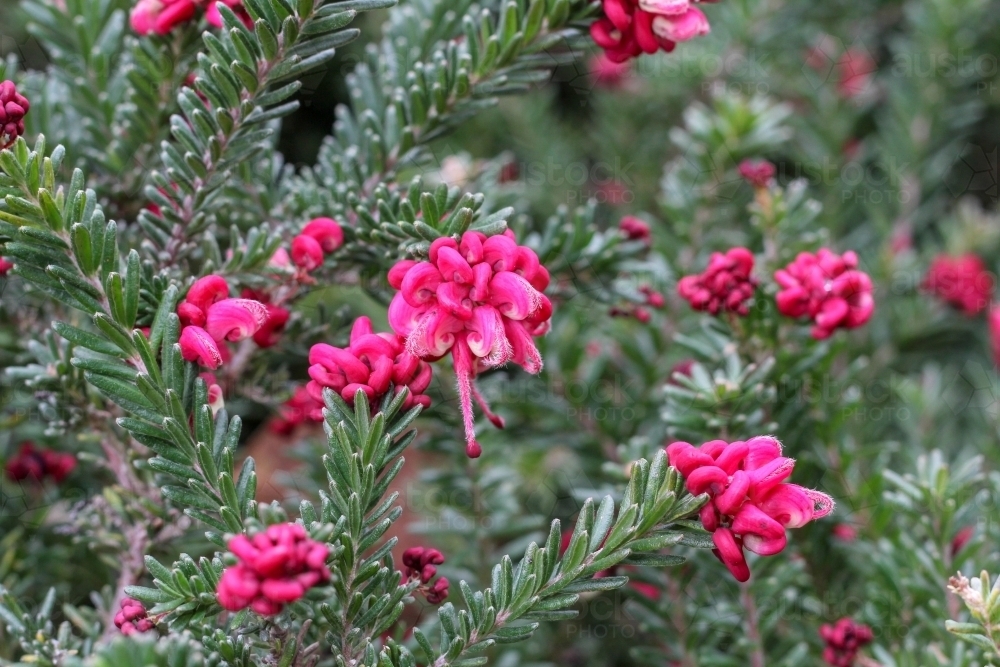 Pink grevillea flower - Australian Stock Image