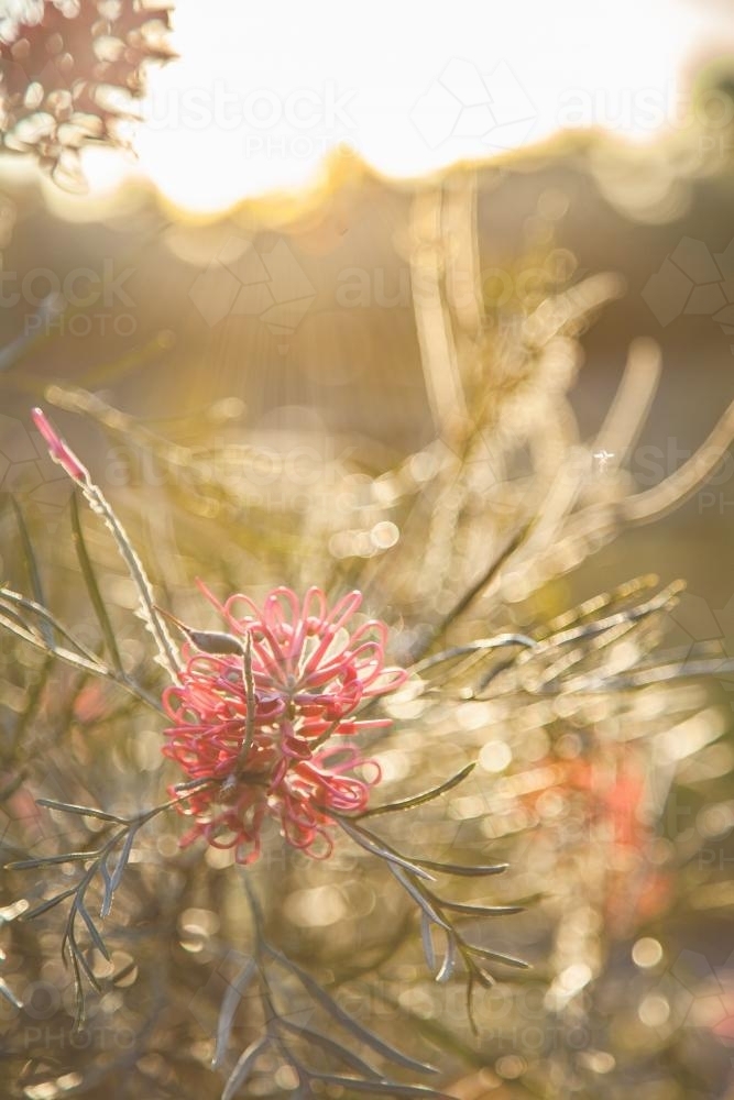 Pink grevillea flower on a bush in afternoon light - Australian Stock Image