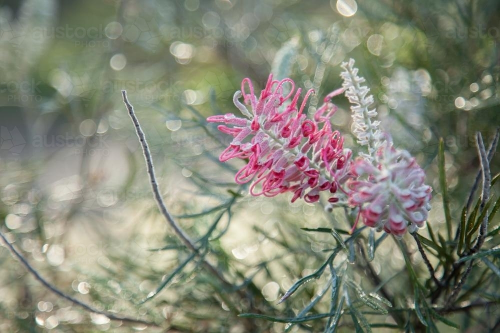 Pink grevillea flower on a silver morning - Australian Stock Image
