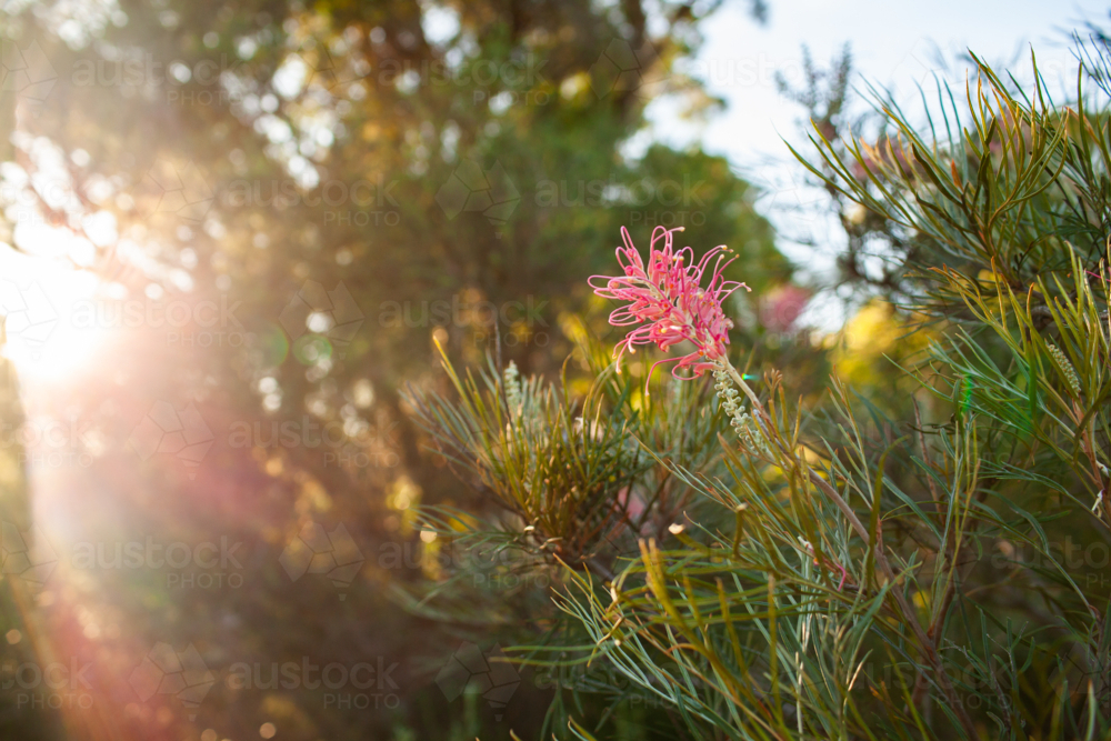 Pink grevillea flower on native bush with rays of sunshine in out of focus background copy space - Australian Stock Image