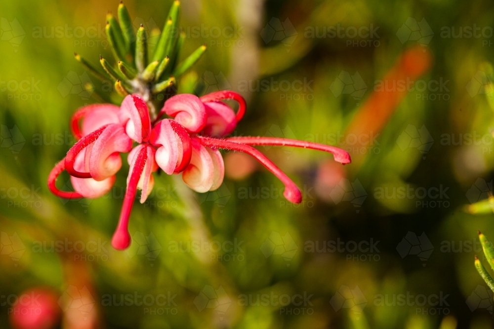 Pink grevillea flower with shallow depth of field - Australian Stock Image