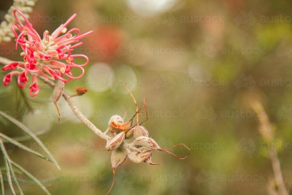 Pink grevillea flowers and seeds on a bush in the garden - Australian Stock Image