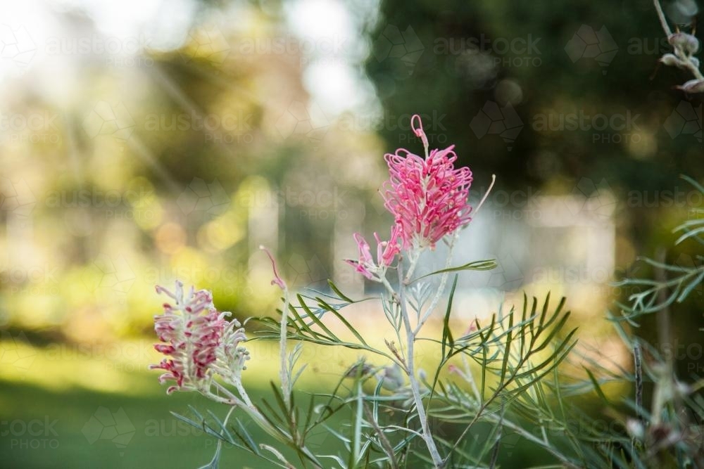 Pink grevillea flowers in the early morning - Australian Stock Image