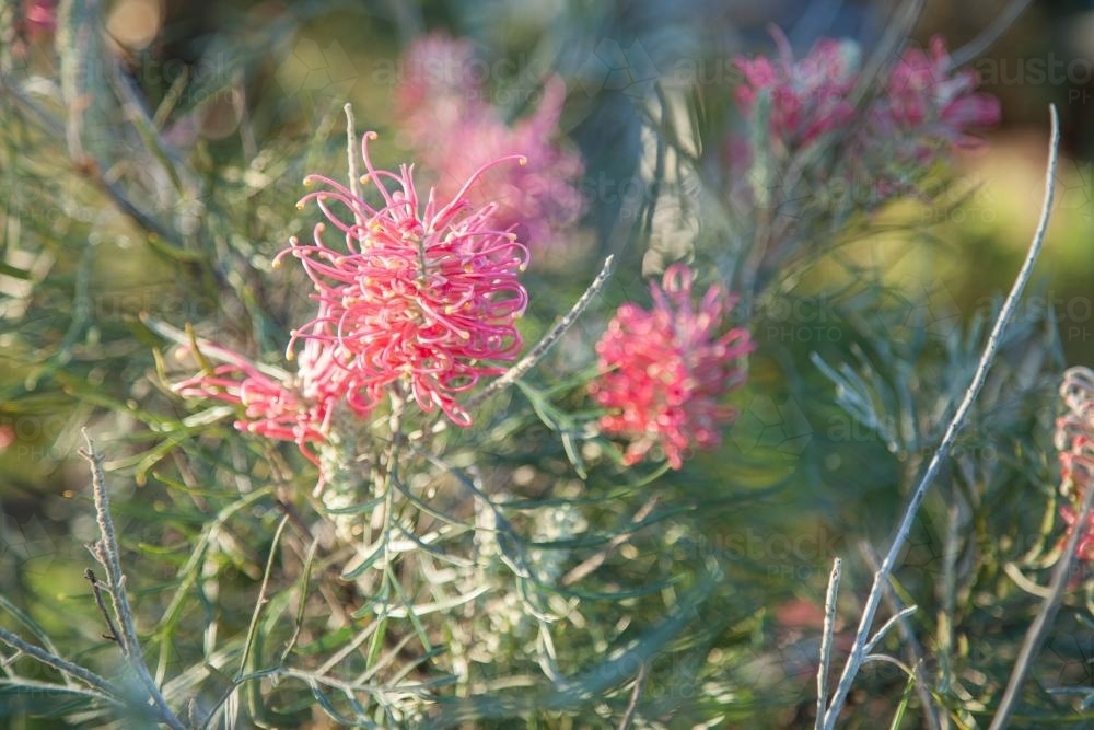 Pink grevillea flowers on a bush in the morning light - Australian Stock Image