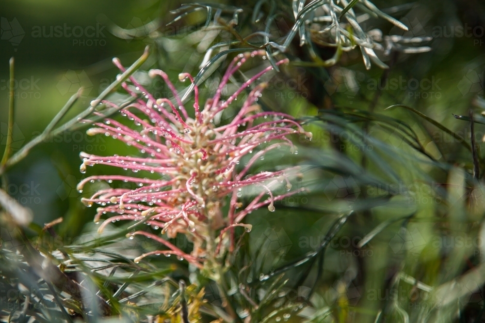 Pink grevillea spider flower covered in droplets of dew - Australian Stock Image