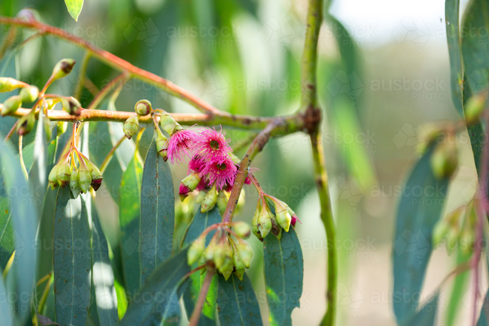 Pink gum blossom flowering amongst green blue eucalyptus leaves hanging from twig - Australian Stock Image